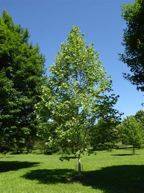 Exclamation planetree pros and cons. Things To Know About Exclamation planetree pros and cons. 